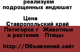 реализуем подрощенных индюшат › Цена ­ 350 - Ставропольский край, Пятигорск г. Животные и растения » Птицы   